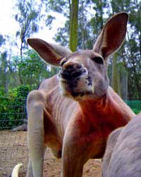 Birdland Animal Park - Australia Accommodation 3