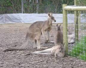 The Great Ocean Road VIC Australia Accommodation