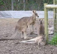 Jirrahlinga Koala  Wildlife Sanctuary - Australia Accommodation