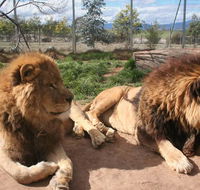 Mansfield Zoo - Australia Accommodation
