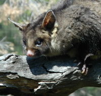 Moonlit Sanctuary Wildlife Conservation Park - Australia Accommodation