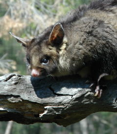 Moonlit Sanctuary Wildlife Conservation Park - Australia Accommodation 0