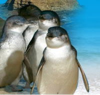 Phillip Island Penguin Parade - Australia Accommodation