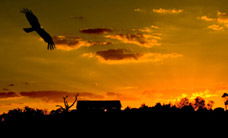 Werribee Open Range Zoo - Australia Accommodation 1