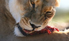 Werribee Open Range Zoo - Australia Accommodation 2
