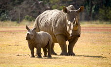 Werribee Open Range Zoo - Australia Accommodation 3