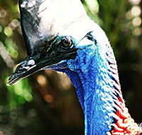 Alma Park Zoo - Australia Accommodation