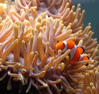 Reef HQ Great Barrier Reef Aquarium - Australia Accommodation