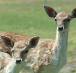 Marapana Wildlife Park - Australia Accommodation