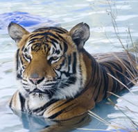 Zoo Doo Wildlife Park - Australia Accommodation