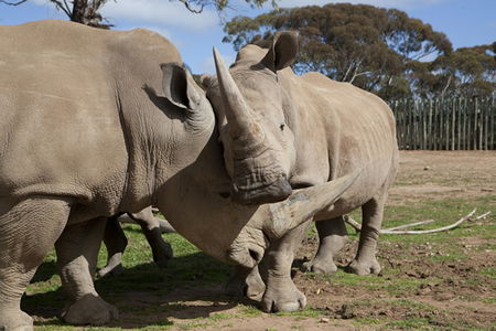 Monarto Zoo - Australia Accommodation 0