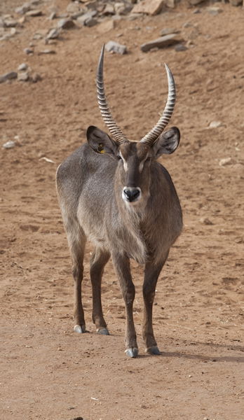 Monarto Zoo - Australia Accommodation 1
