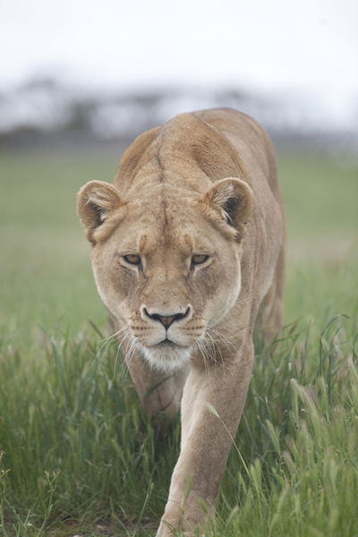 Monarto Zoo - Australia Accommodation 2