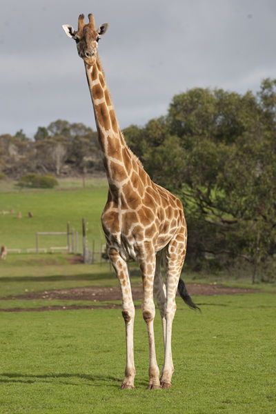 Monarto Zoo - Australia Accommodation 3