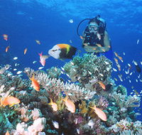 Drop Zone Dive Site - Australia Accommodation