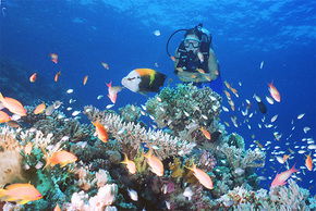 Drop Zone Dive Site - Australia Accommodation 0