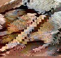Alice Springs Reptile Centre - Australia Accommodation