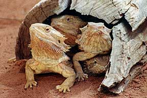 Alice Springs Reptile Centre - Australia Accommodation 0