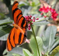 Butterfly Farm - Australia Accommodation