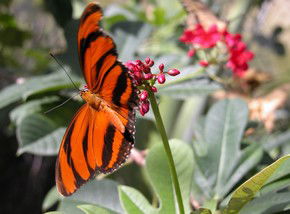 Butterfly Farm - Australia Accommodation 0