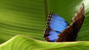 Butterfly Farm - Australia Accommodation 3