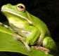 The Rainforest Habitat - Australia Accommodation