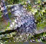 Koala Conservation Centre - Australia Accommodation
