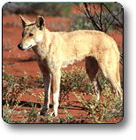 Uluru - Kata Tjuta National Park - Australia Accommodation 3