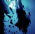 Scuba World - Australia Accommodation