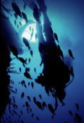 Scuba World - Australia Accommodation 0