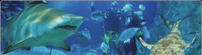 Scuba World - Australia Accommodation 1
