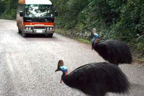 Kookaburra Tours - Australia Accommodation 0
