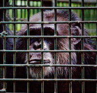 Rockhampton Zoo - Australia Accommodation
