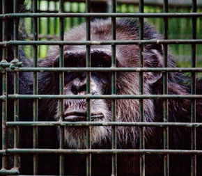 Rockhampton Zoo - Australia Accommodation 0
