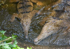 Rockhampton Zoo - Australia Accommodation 1