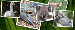 Rockhampton Zoo - Australia Accommodation 2
