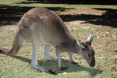 Bunbury Wildlife Park - Australia Accommodation 1