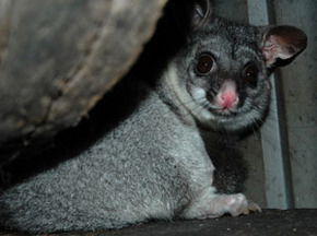 Bunbury Wildlife Park - Australia Accommodation 2