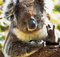 Gorge Wildlife Park - Australia Accommodation