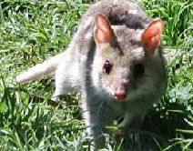 Urimbirra Wildlife Park - Australia Accommodation 0
