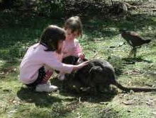 Urimbirra Wildlife Park - Australia Accommodation 1