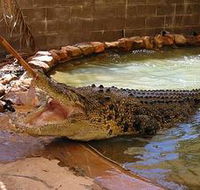 Wyndham Zoological Gardens and Crocodile Park - Australia Accommodation