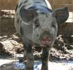 Wagga Wagga Zoo - Australia Accommodation