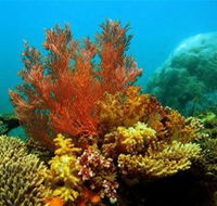Three Islands Whale Shark Dive - Australia Accommodation