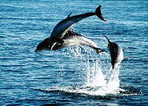 Polperro Dolphin Swims - Australia Accommodation 1