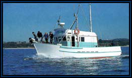 Polperro Dolphin Swims - Australia Accommodation 2