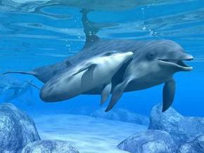 Polperro Dolphin Swims - Australia Accommodation 3