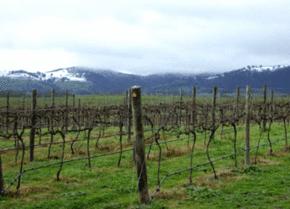 Kinloch Wines - Australia Accommodation