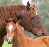 Blue Gum Farm - Australia Accommodation