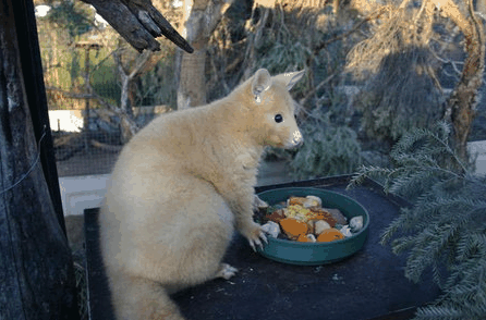 Caversham Wildlife Park - Australia Accommodation 1